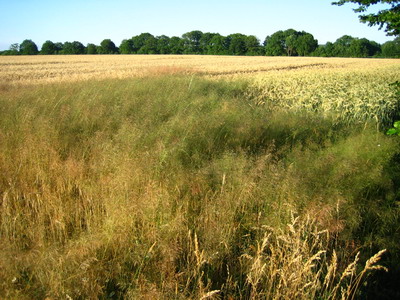 Getreidefeld mit Grasblase