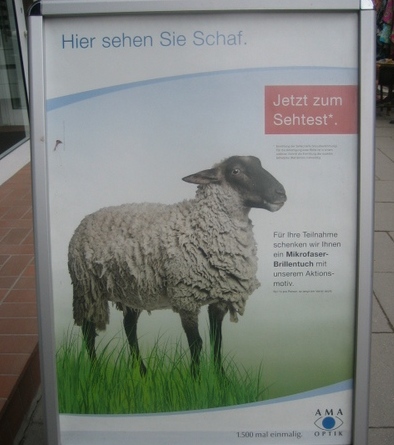 Schaf sehen